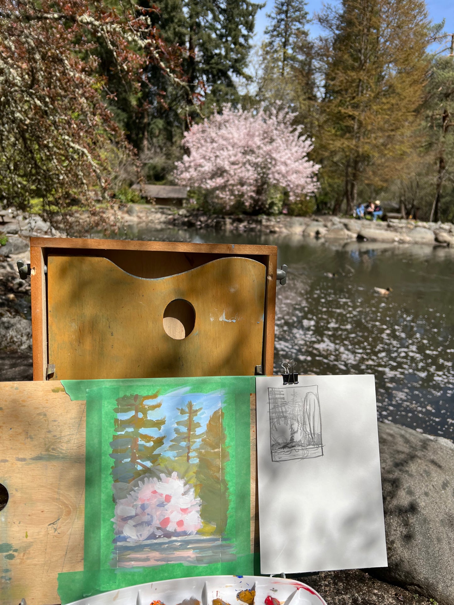 Lithia Park Cherry Tree